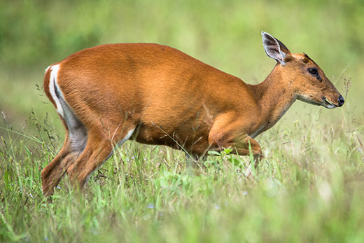 Barking Deer