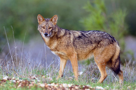 Golden Jackal