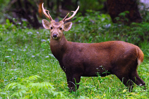 Hog Deer