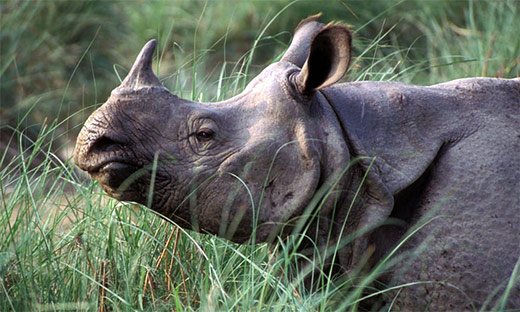 One Horn Rhinoceros