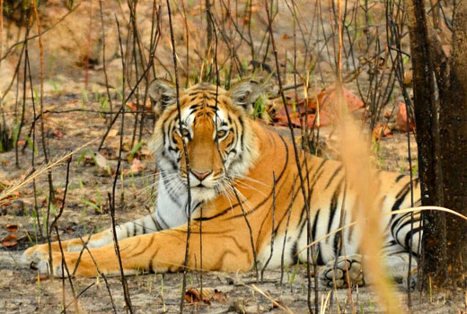 Royal Bengal Tiger