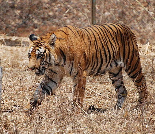 Royal Bengal Tiger