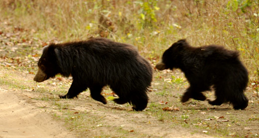 Sloth Bear