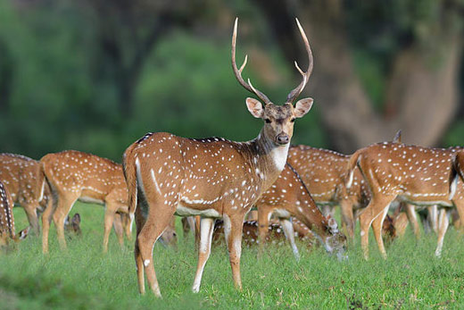 Spotted Deer