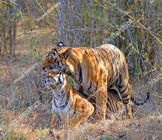 Tiger mating